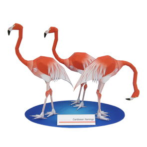 Карибский фламинго