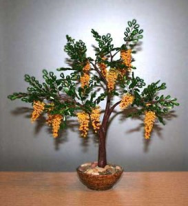 Акация Акация