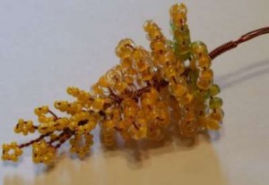 Акация Акация