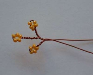 Акация Акация