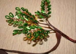 Акация Акация