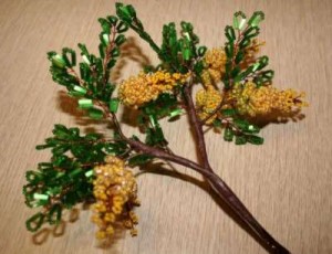 Акация Акация