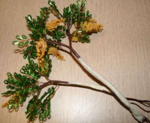 Акация Акация