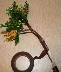 Акация Акация