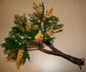 Акация Акация