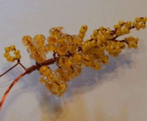 Акация Акация