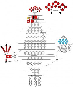 Схема бисероплетения курицы